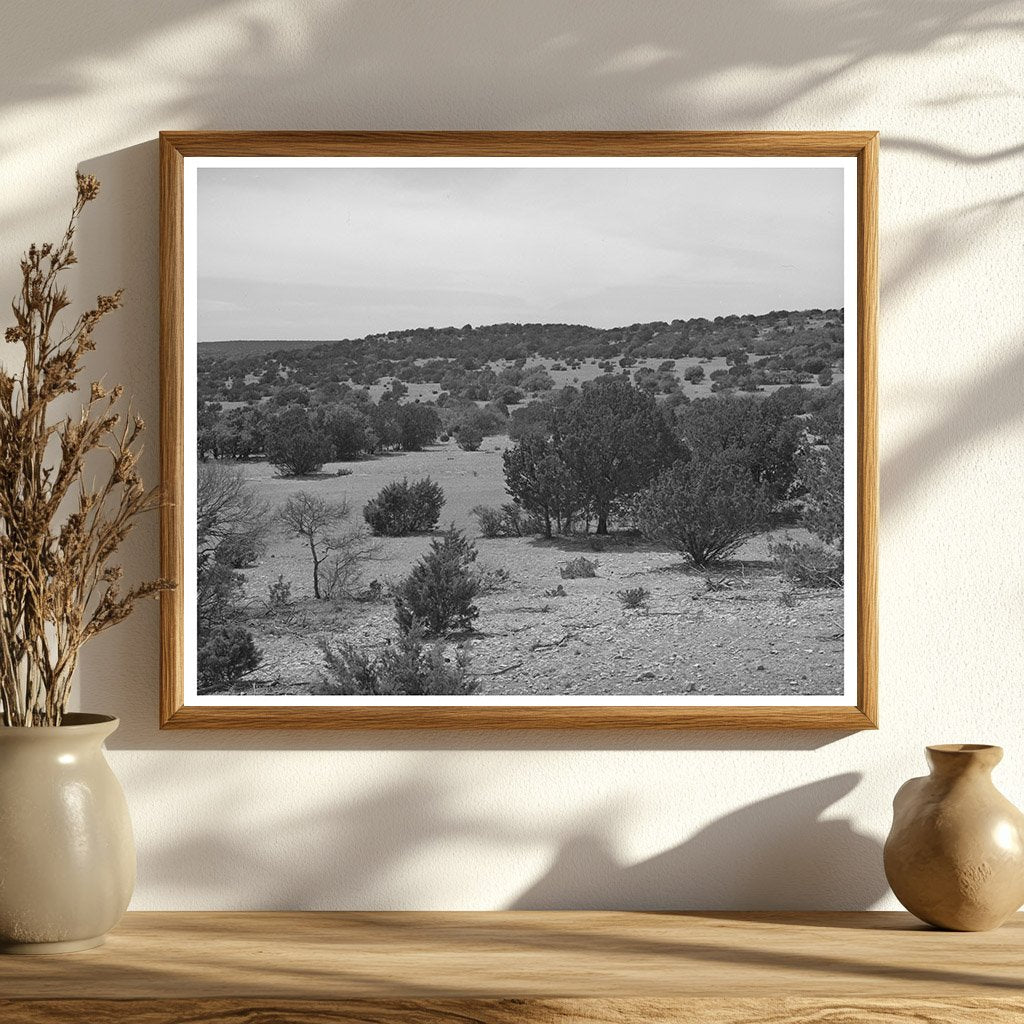 Cedar Trees in Kimble County Texas March 1940