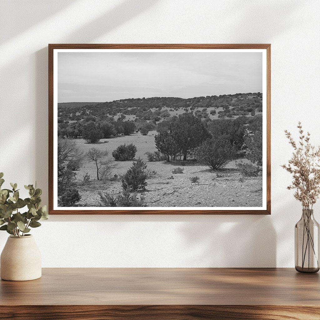 Cedar Trees in Rocky Terrain Kimble County Texas 1940