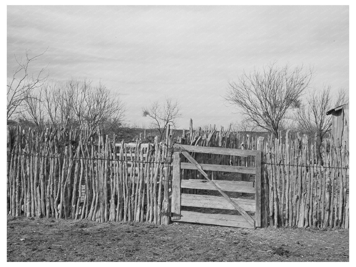 Cedar Post Fence in Kimble County Texas 1940