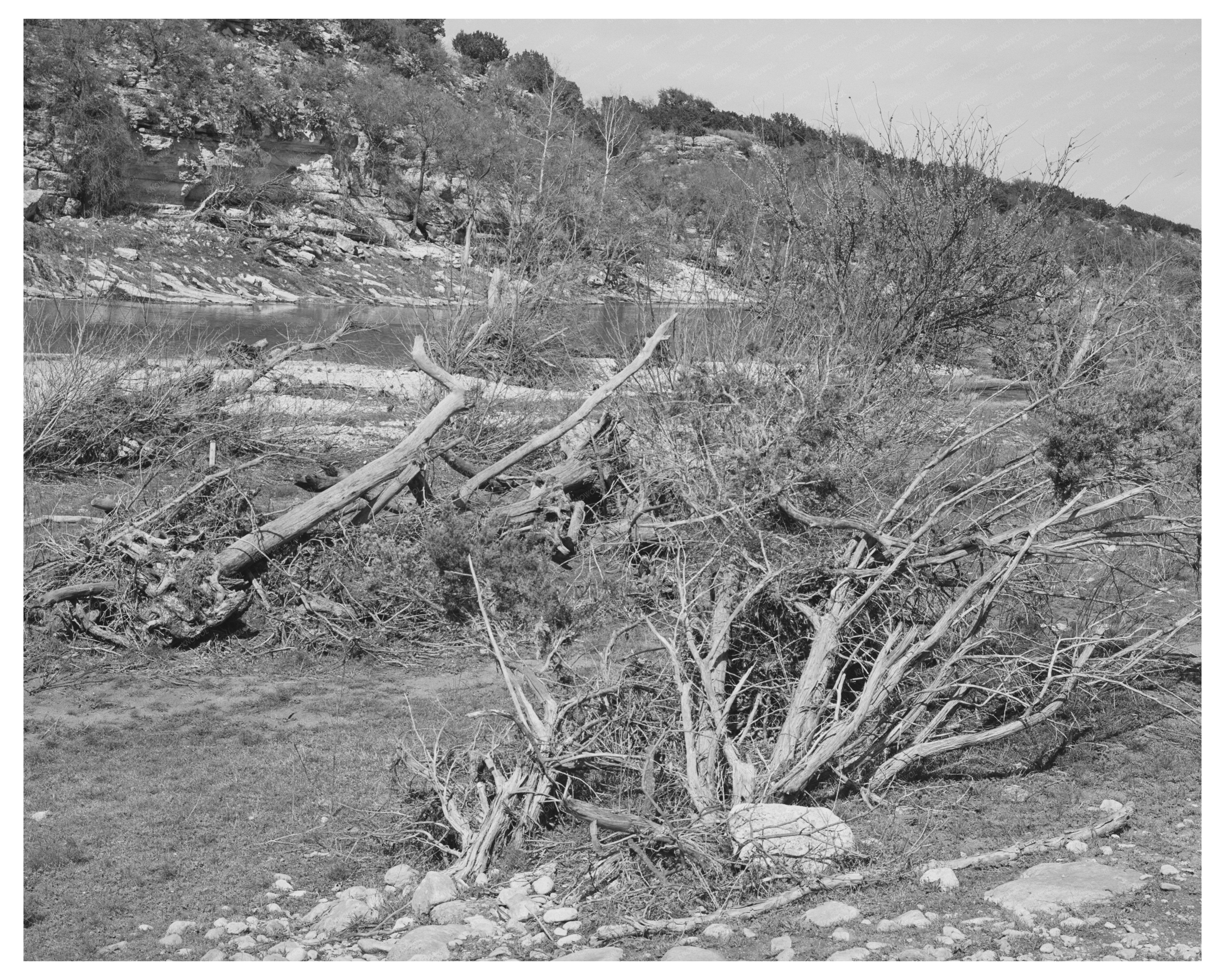 Llano River Trees and Driftwood Kimble County Texas 1940