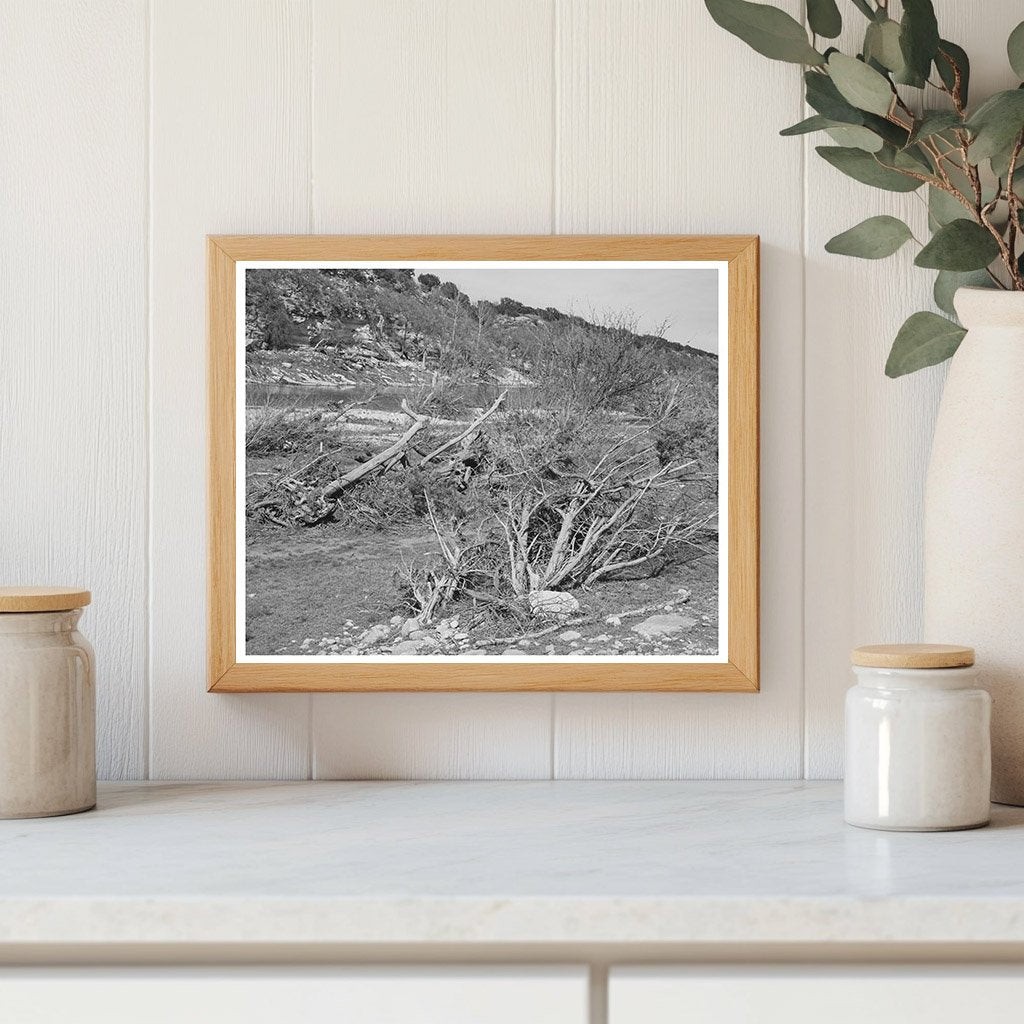 Llano River Trees and Driftwood Kimble County Texas 1940