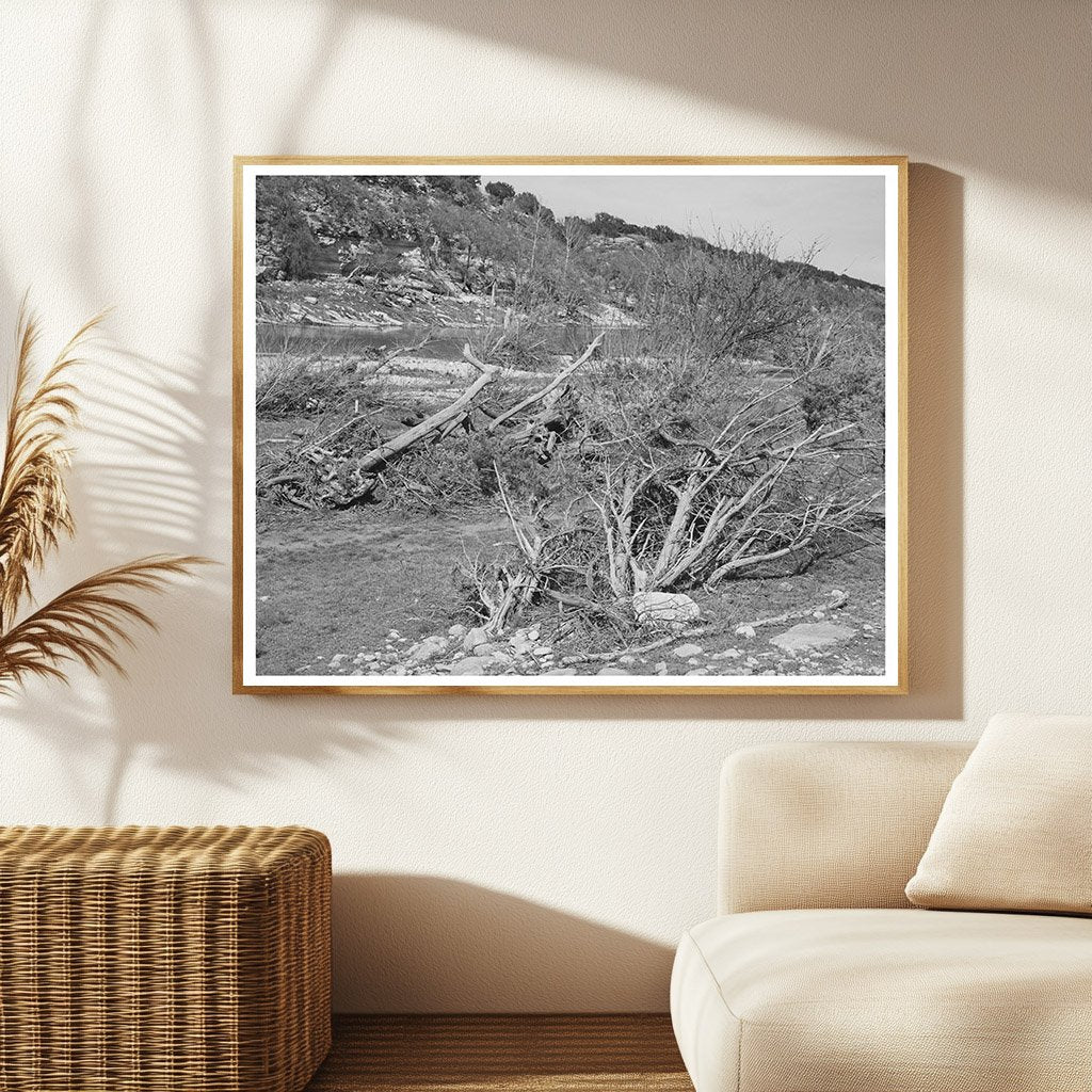 Llano River Trees and Driftwood Kimble County Texas 1940