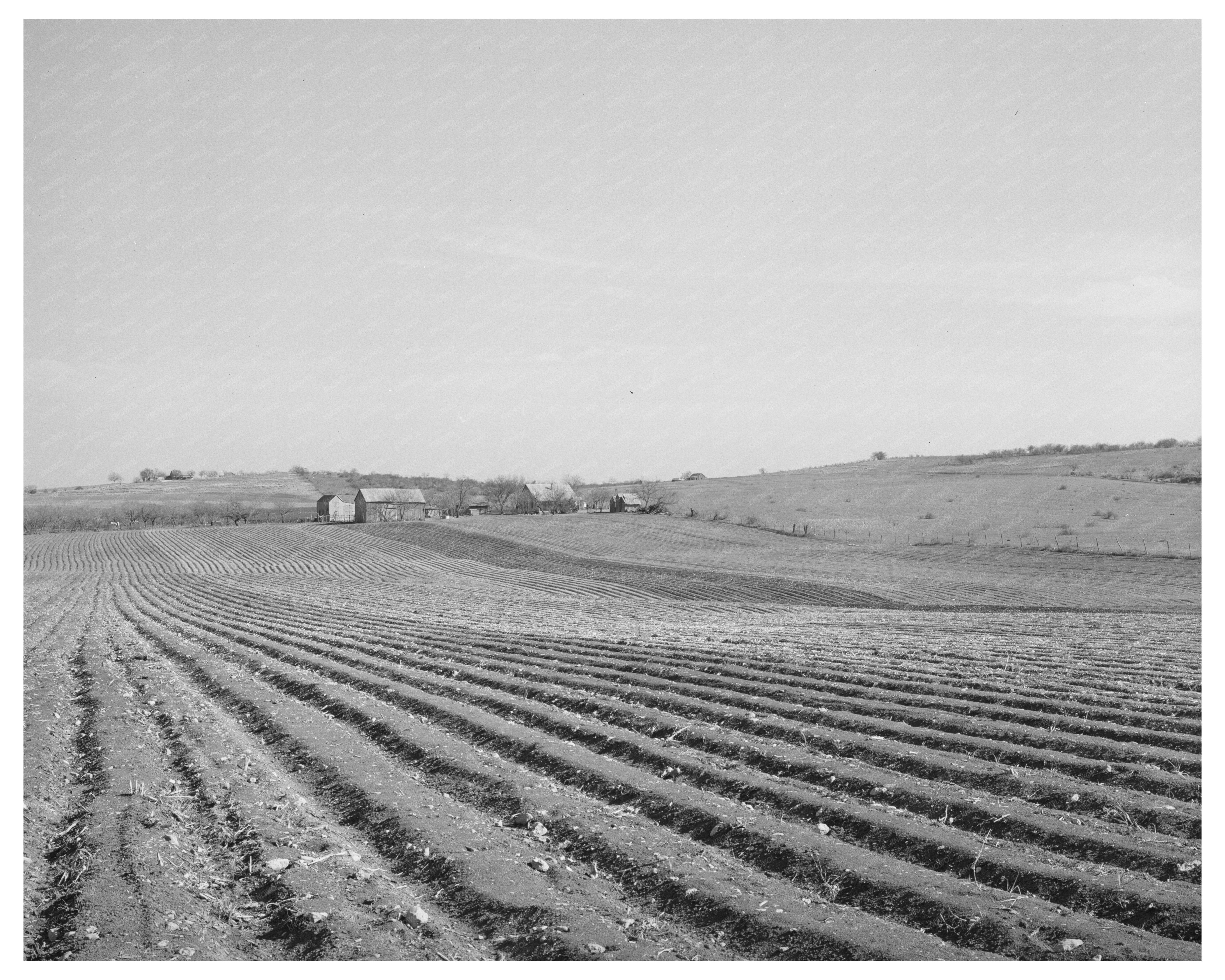 Bexar County Texas Cotton Farming Practices March 1940