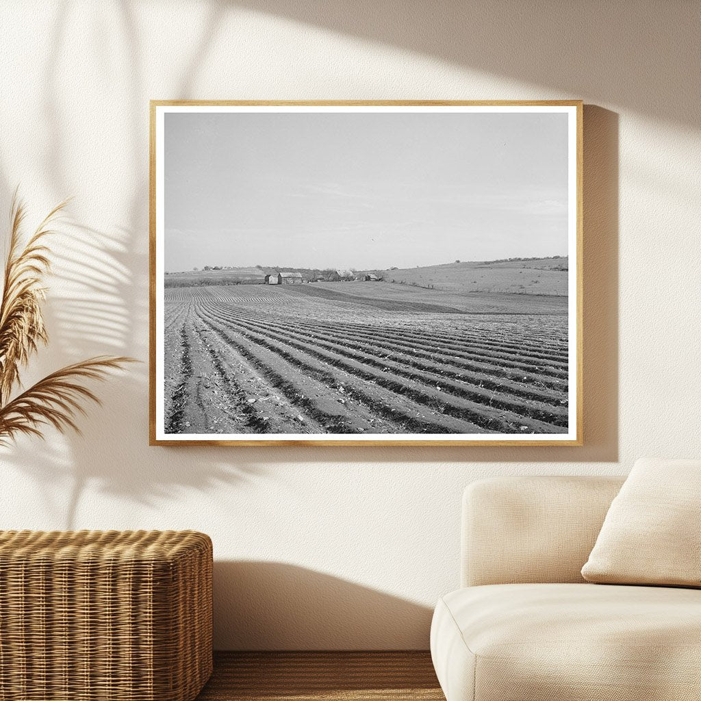 Bexar County Texas Cotton Farming Practices March 1940