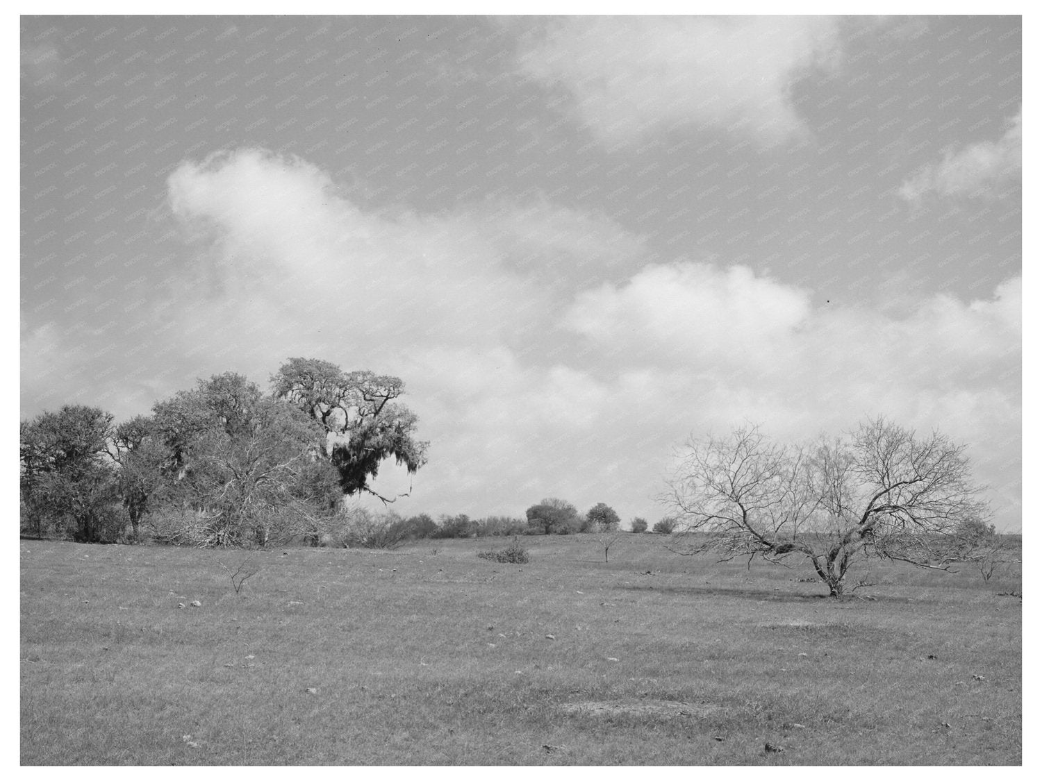 Refugio County Texas Landscape March 1940 Vintage Photo
