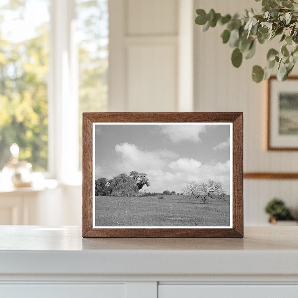 Refugio County Texas Landscape March 1940 Vintage Photo