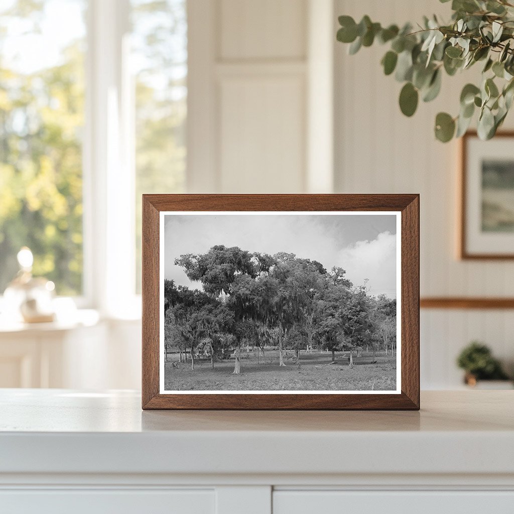 Spanish Moss in Refugio County Texas March 1940