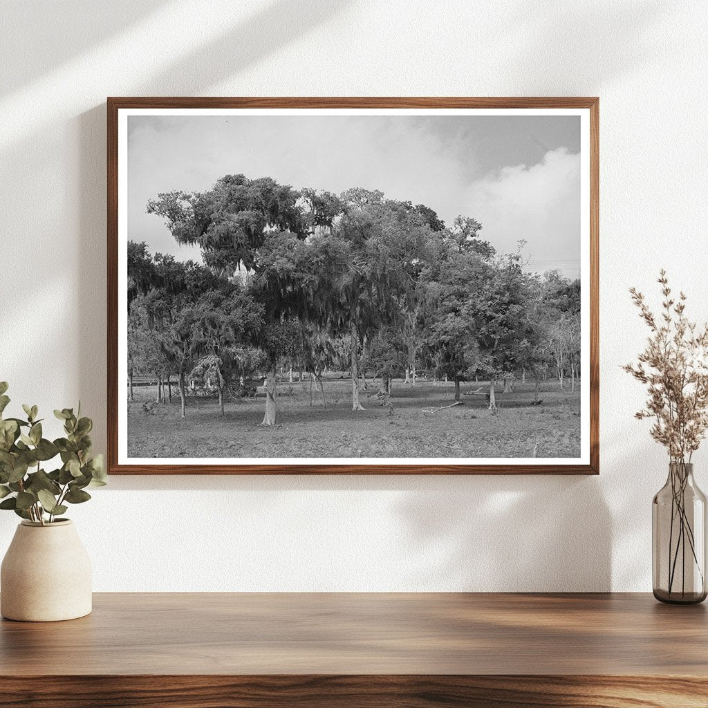 Spanish Moss in Refugio County Texas March 1940