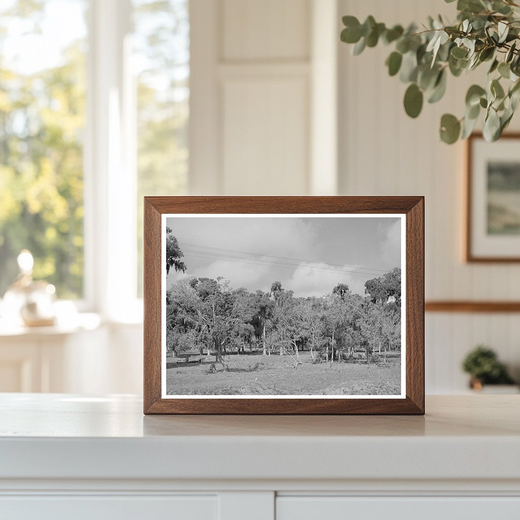 Spanish Moss Trees in Refugio County Texas March 1940