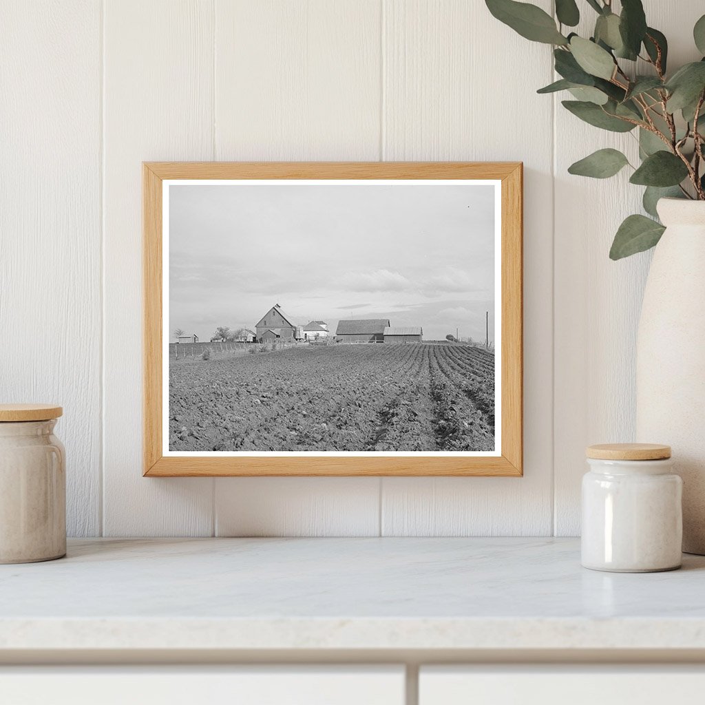 Plowed Land and Farmhouse in Travis County Texas 1940