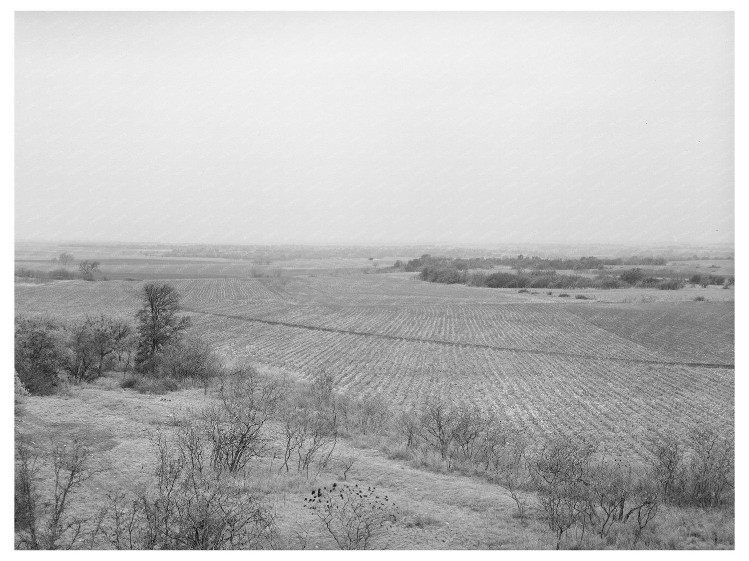 Mills County Texas Farming Landscape March 1940