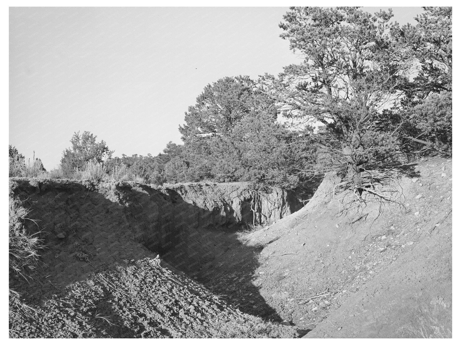 Gully in Overgrazed Mountain Land New Mexico April 1940