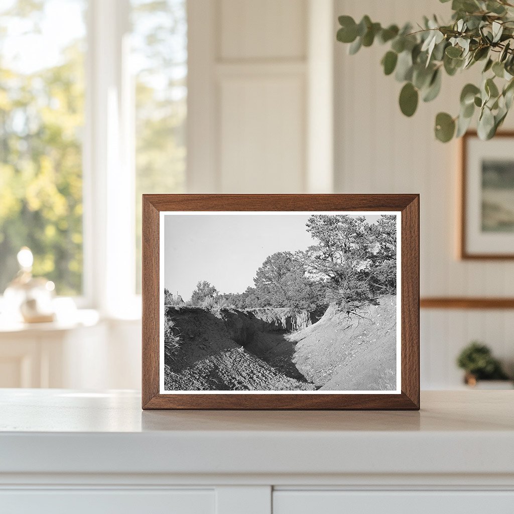Gully in Overgrazed Mountain Land New Mexico April 1940