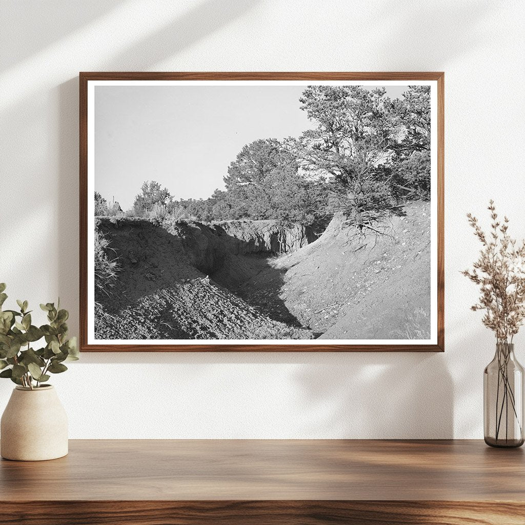 Gully in Overgrazed Mountain Land New Mexico April 1940