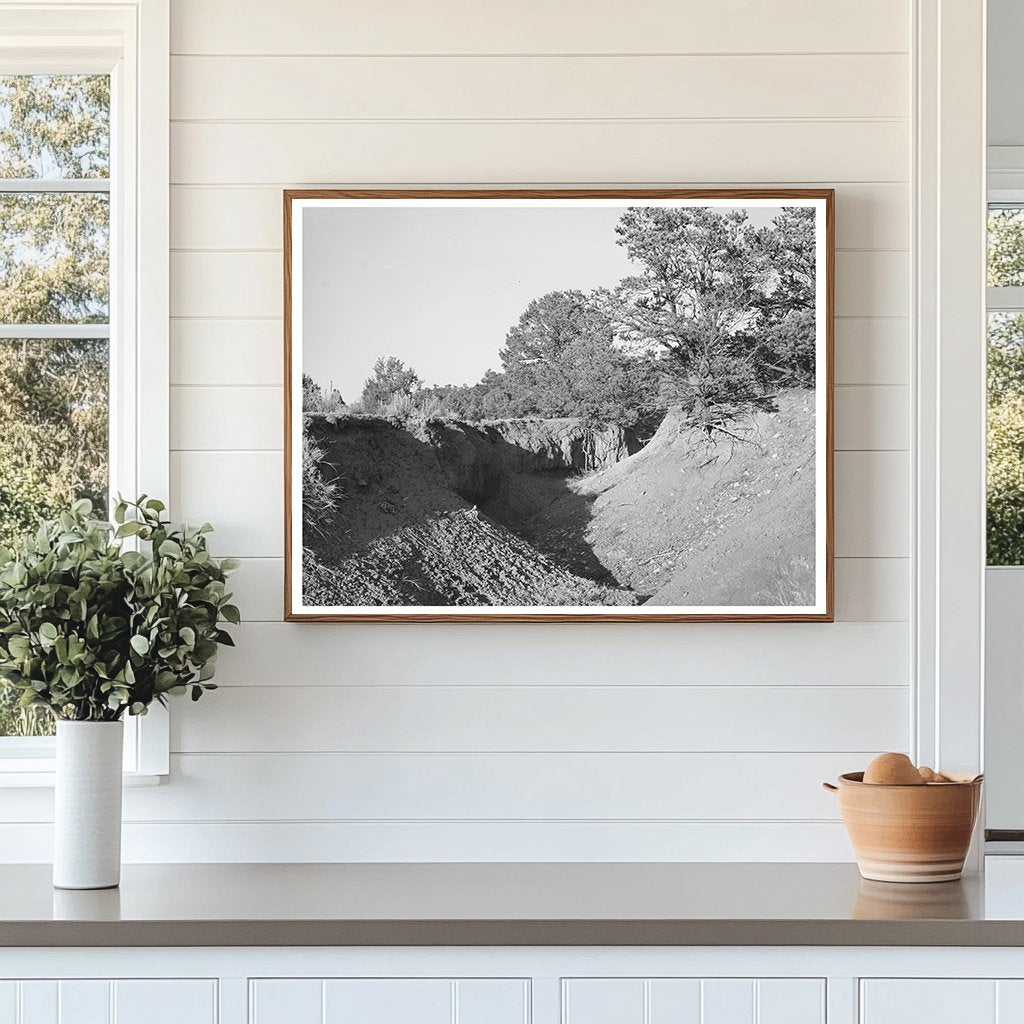 Gully in Overgrazed Mountain Land New Mexico April 1940