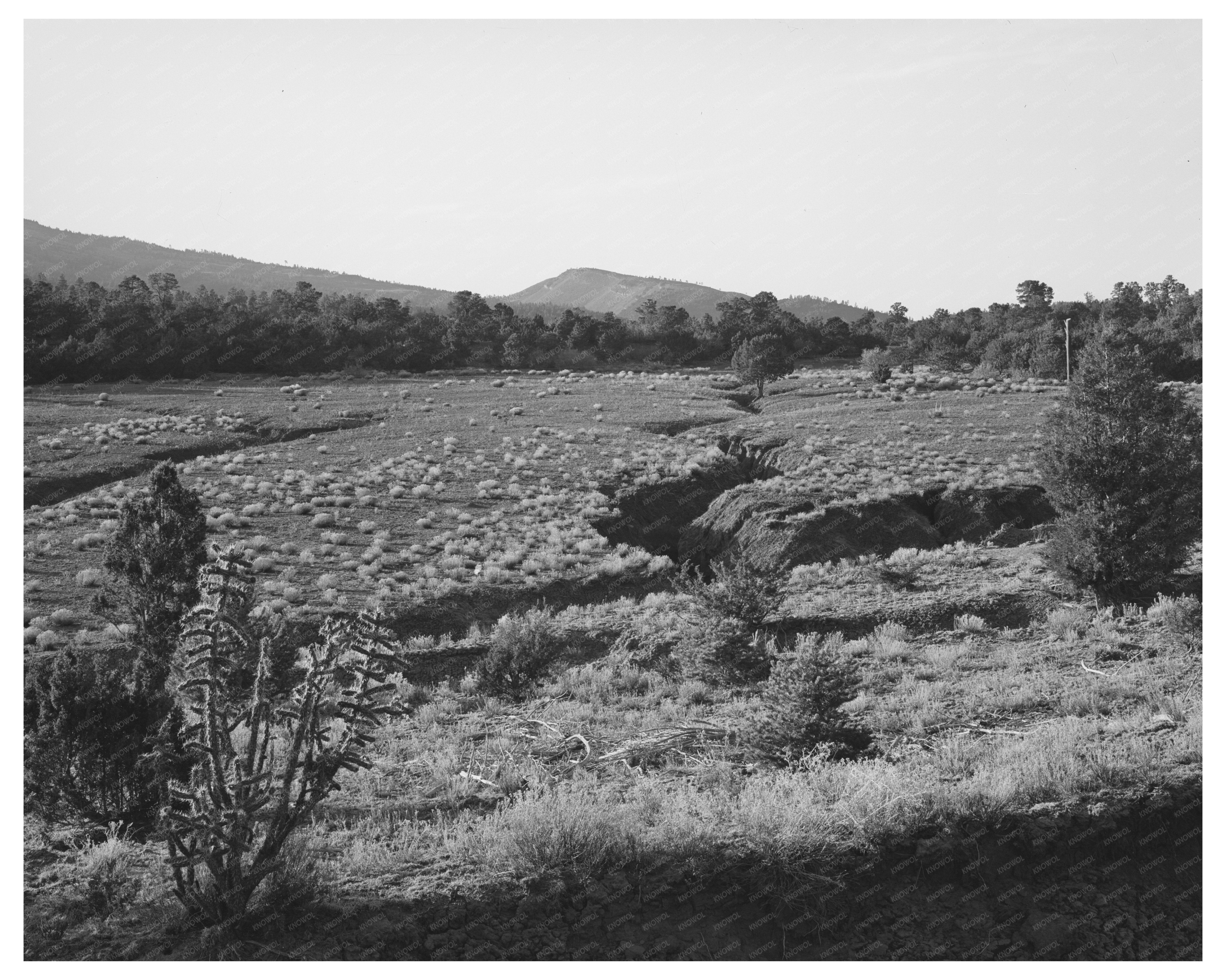 Overgrazed Pasture Effects in New Mexico April 1940
