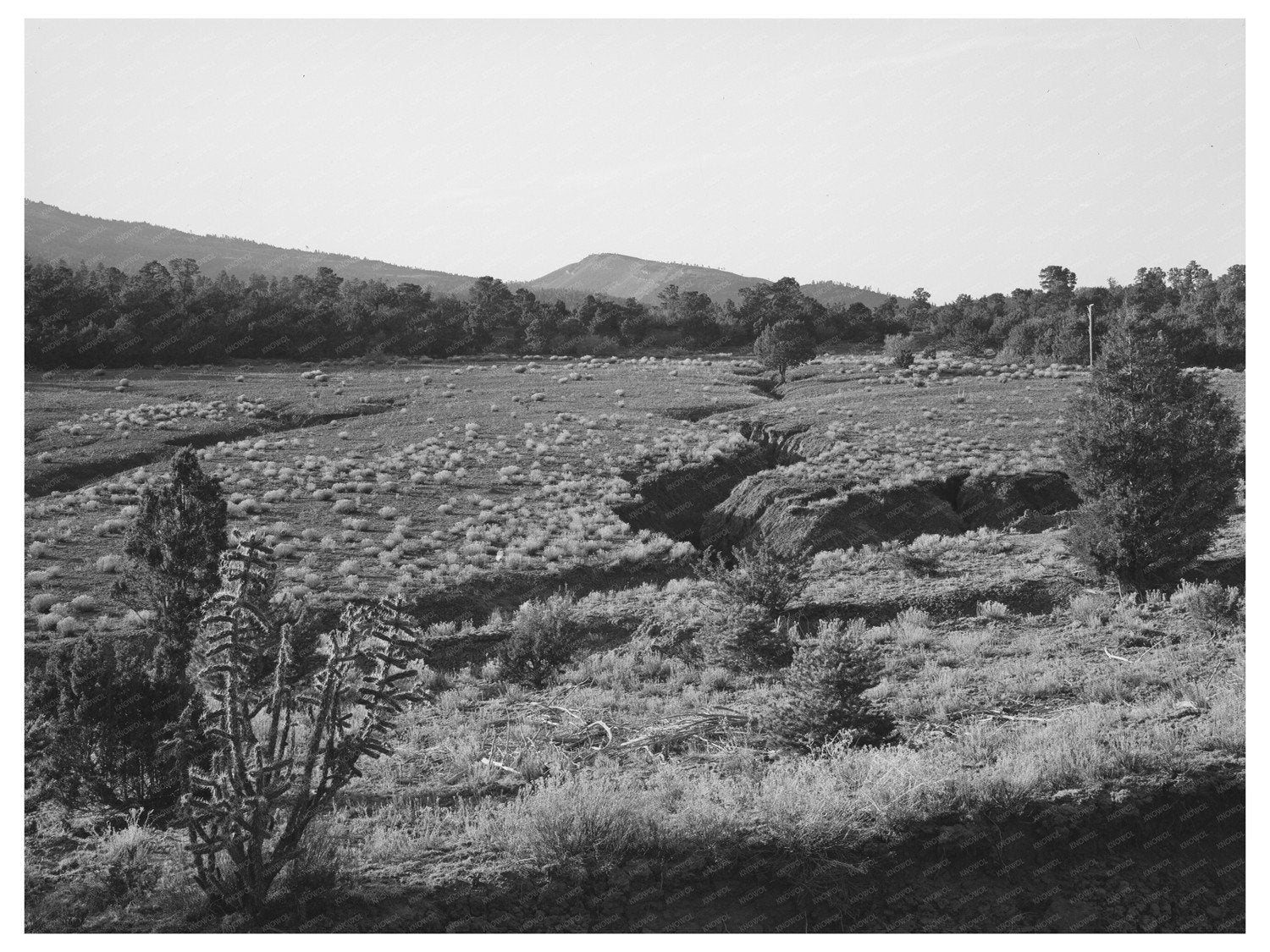 Grazing Impact on Pasture in Bernalillo County 1940