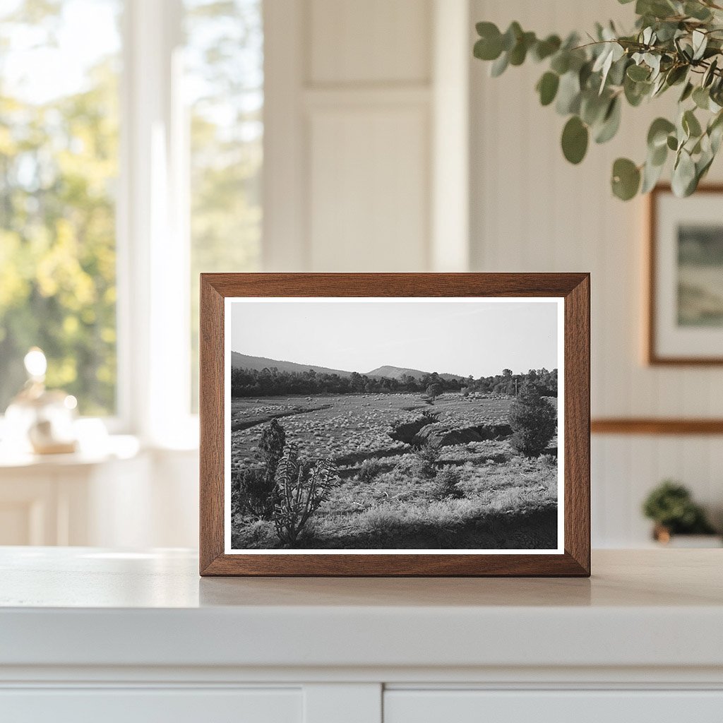 Grazing Impact on Pasture in Bernalillo County 1940