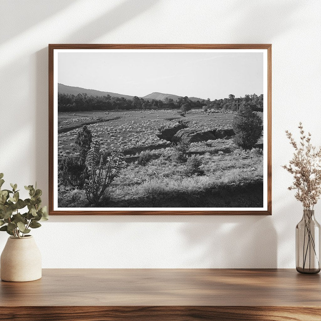 Grazing Impact on Pasture in Bernalillo County 1940