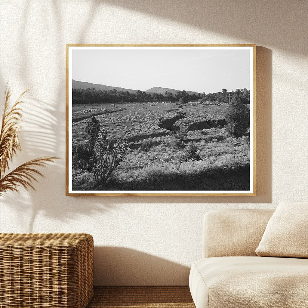 Overgrazed Pasture Effects in New Mexico April 1940