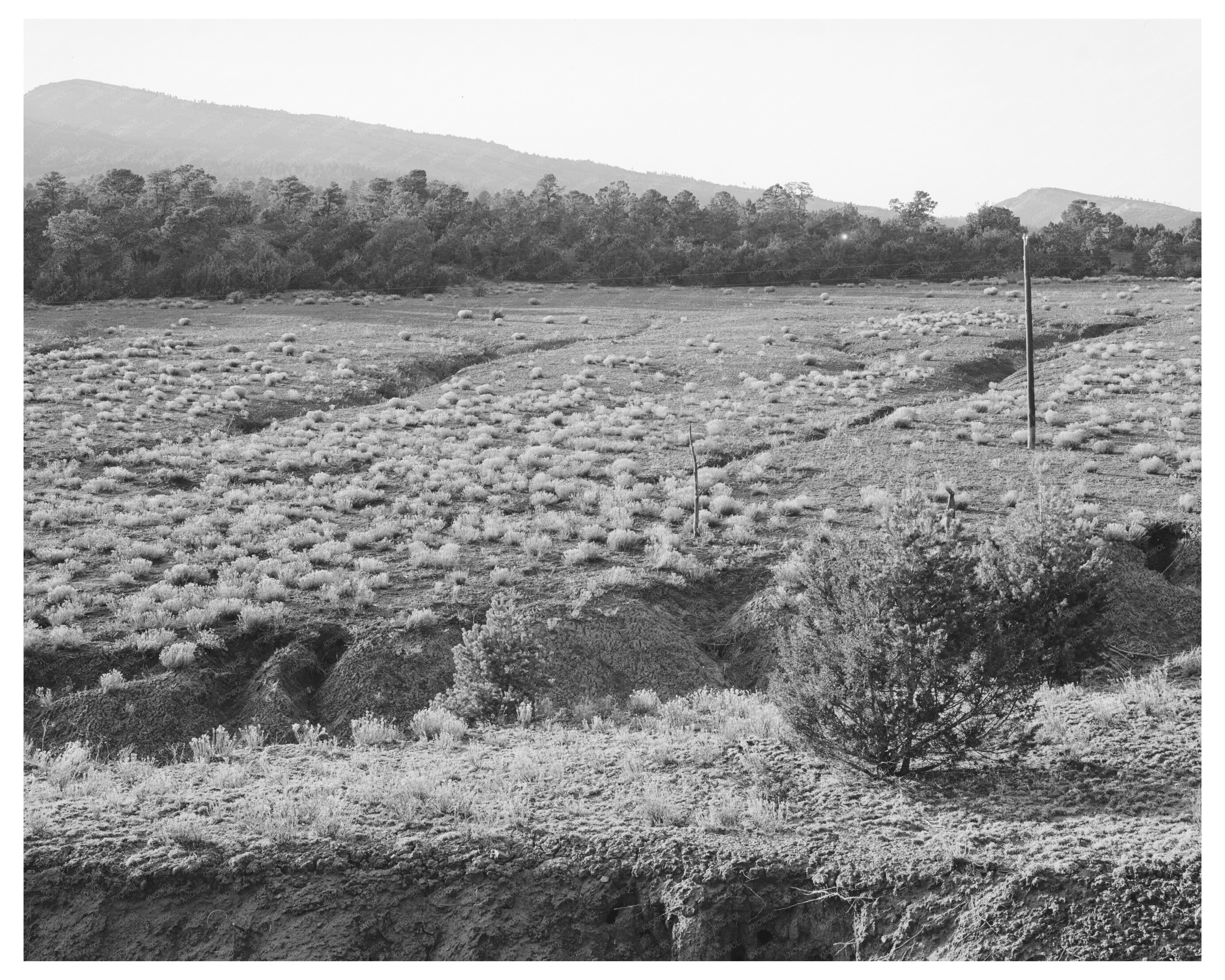 Overgrazed Pasture in Bernalillo County New Mexico 1940