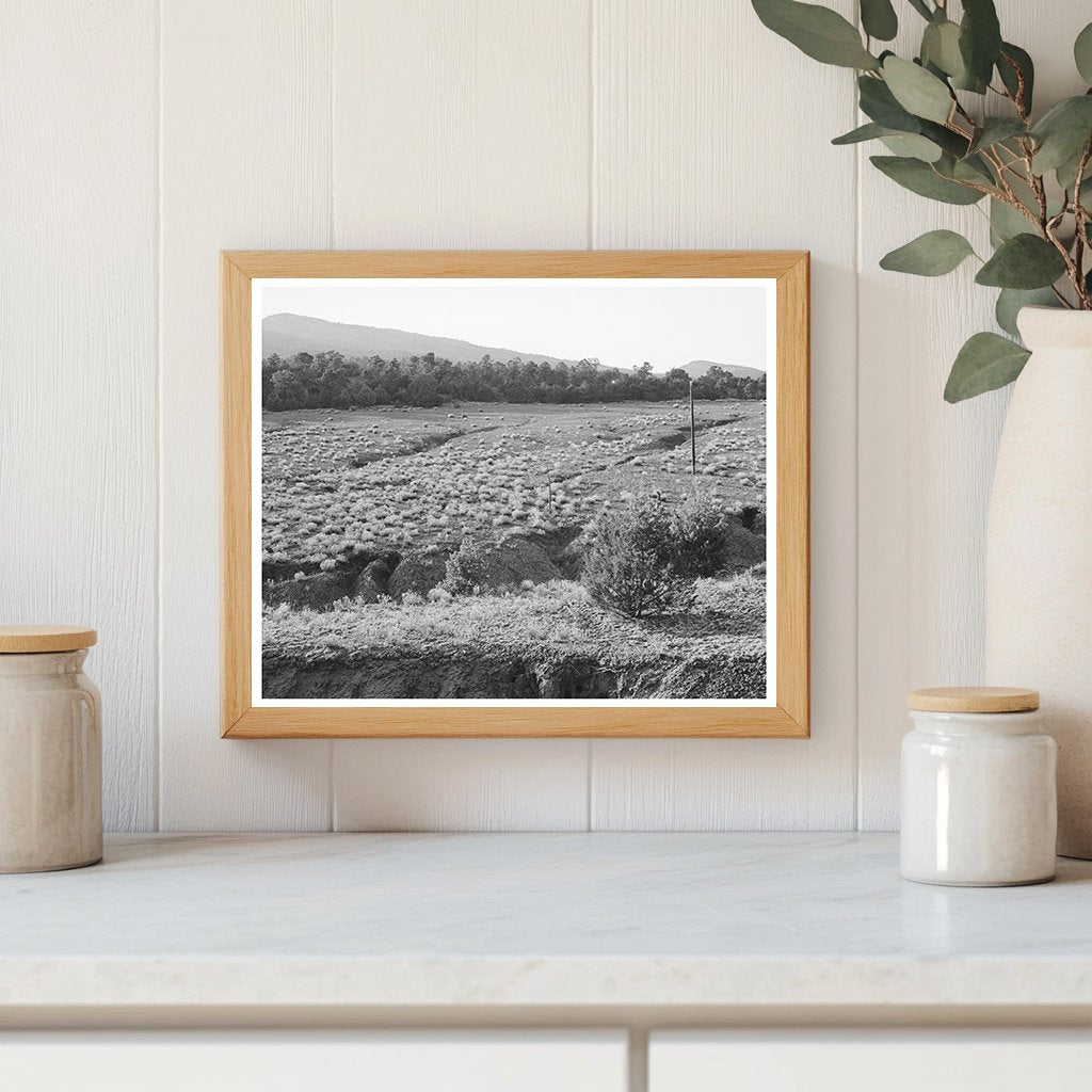 Overgrazed Pasture in Bernalillo County New Mexico 1940