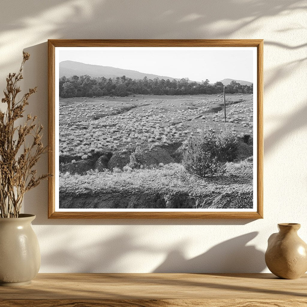 Overgrazed Pasture in Bernalillo County New Mexico 1940