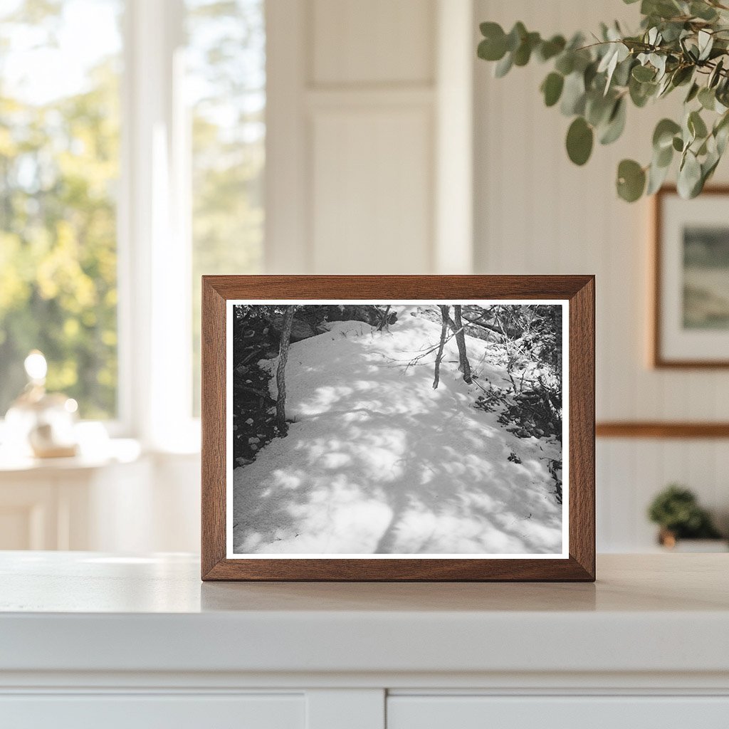Eclipse Light and Shadow on Snow New Mexico April 1940