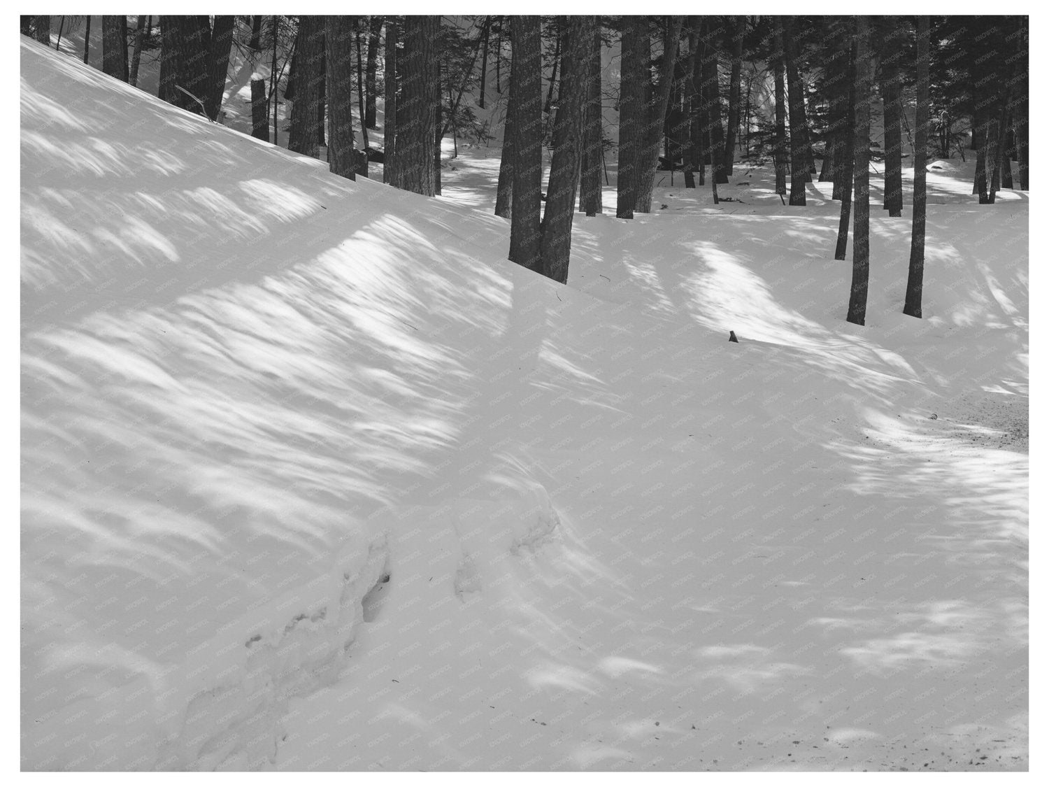 Crescent Light Patches from 1940 Solar Eclipse in New Mexico