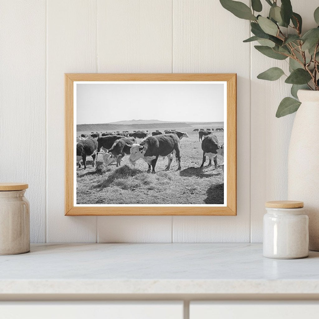 Hereford Cattle Eating Flood Irrigated Hay April 1940