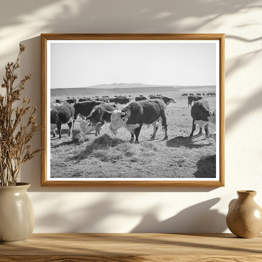 Hereford Cattle Eating Flood Irrigated Hay April 1940