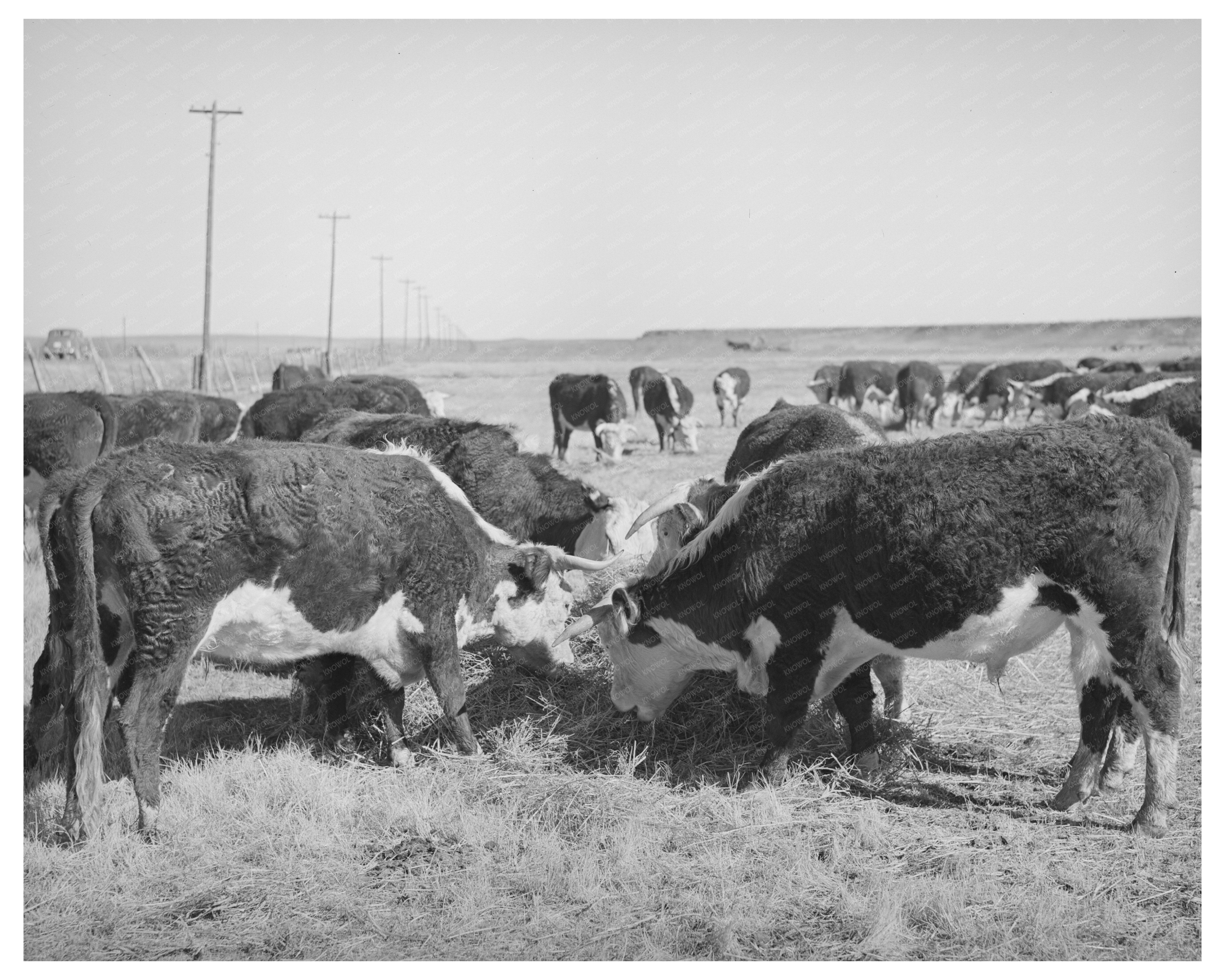 Hereford Cattle Eating Hay in Arizona April 1940