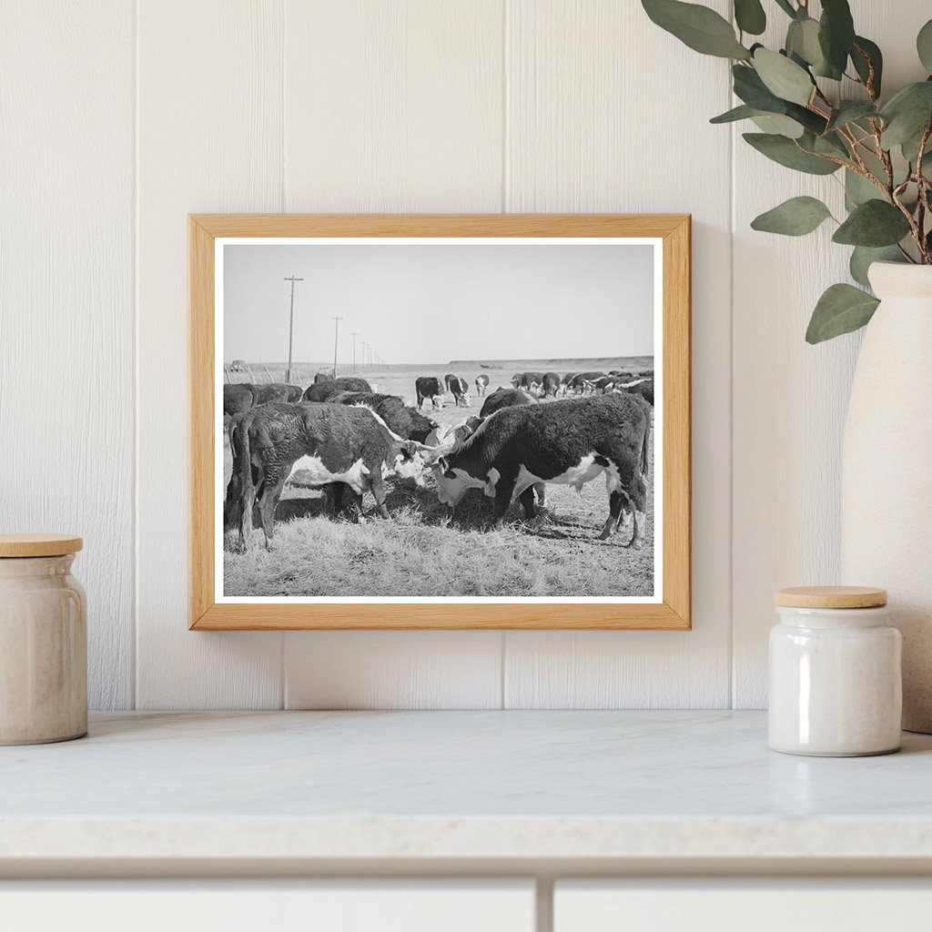 Hereford Cattle Eating Hay in Arizona April 1940