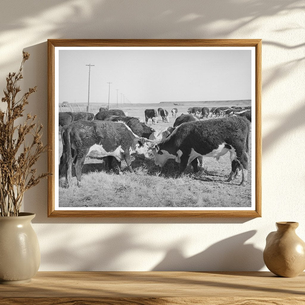 Hereford Cattle Eating Hay in Arizona April 1940