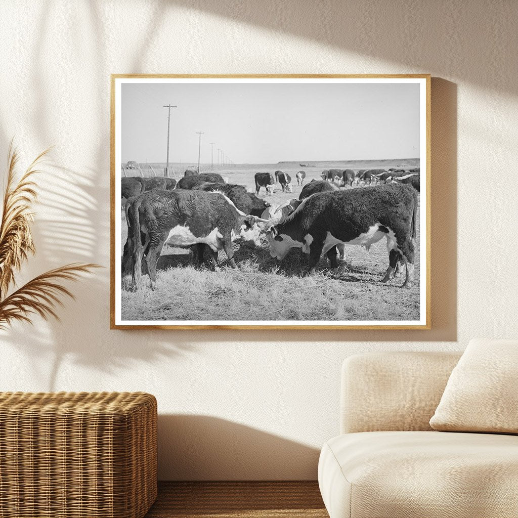 Hereford Cattle Eating Hay in Arizona April 1940