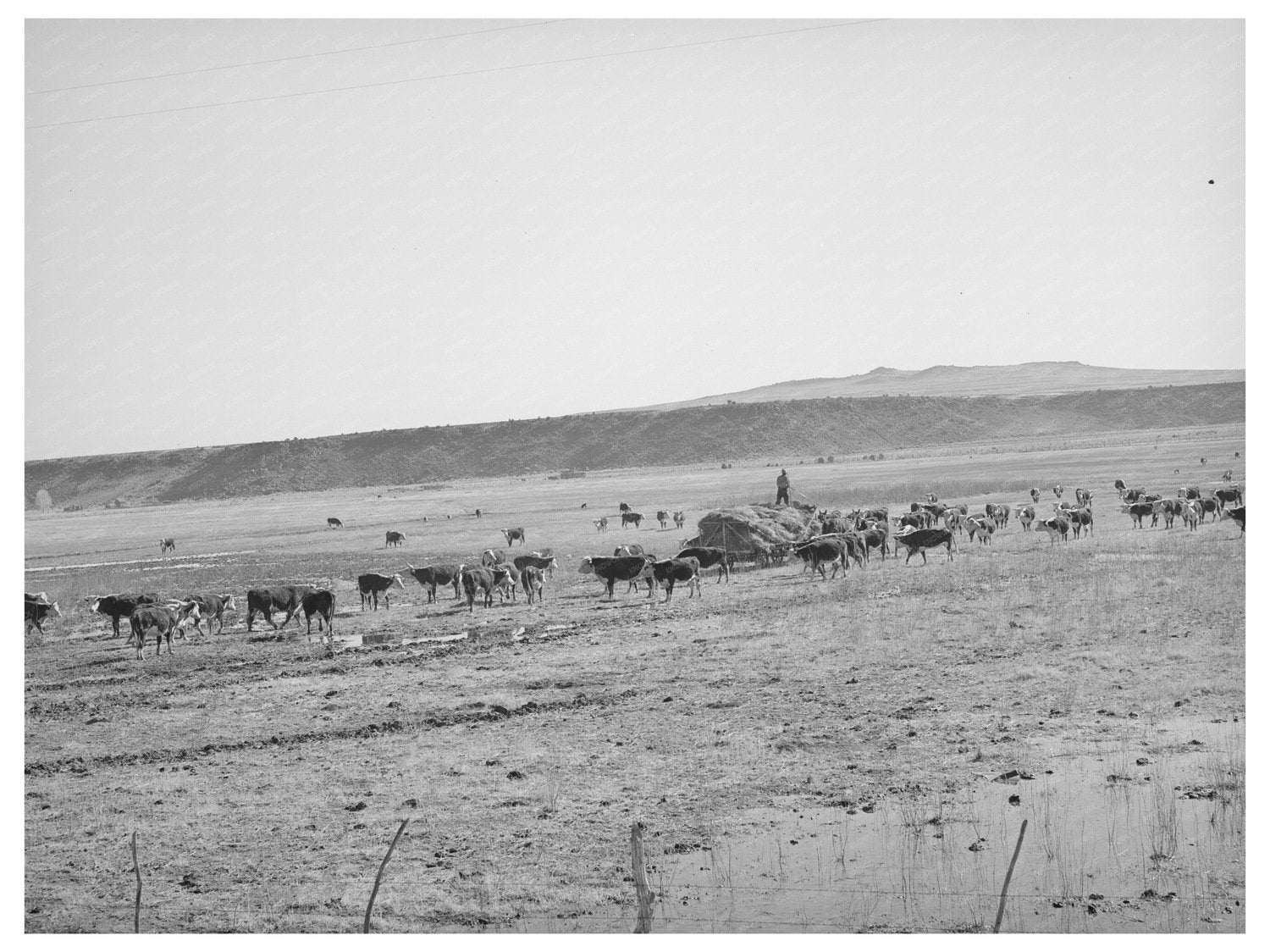 Rancher Feeding Hay in Apache County Arizona 1940