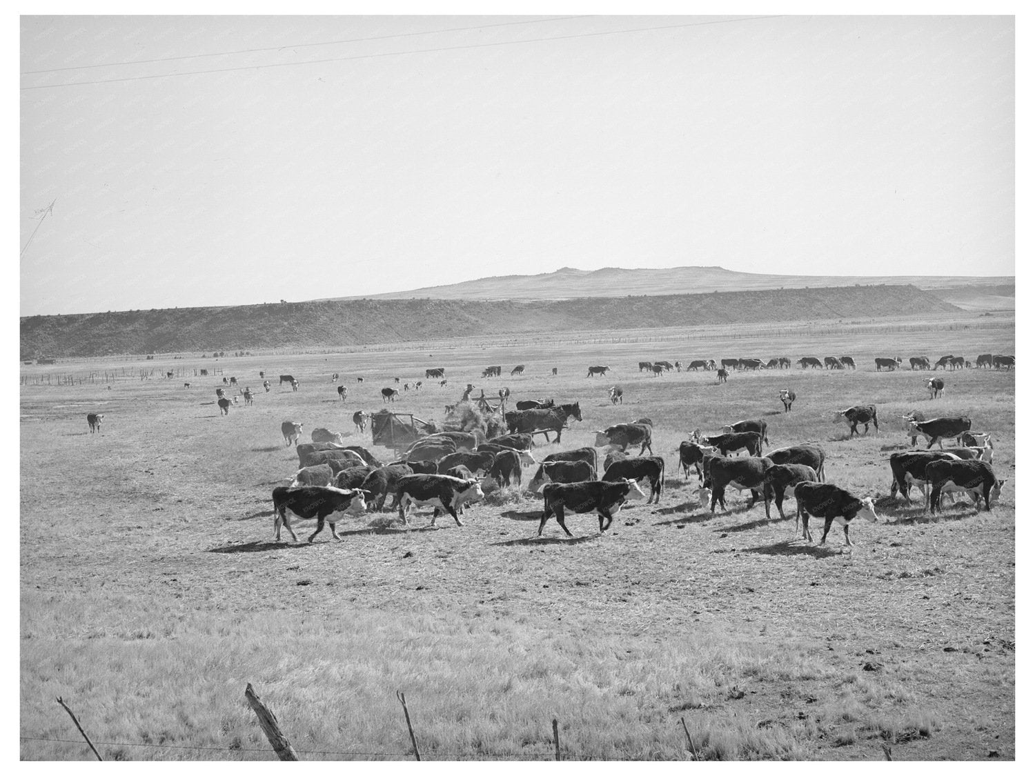 Rancher Feeding Cattle in Apache County Arizona 1940