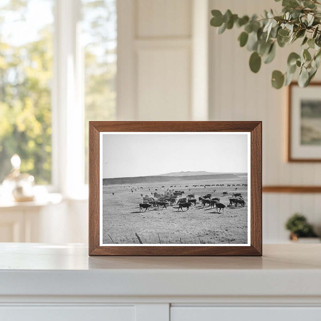 Rancher Feeding Cattle in Apache County Arizona 1940