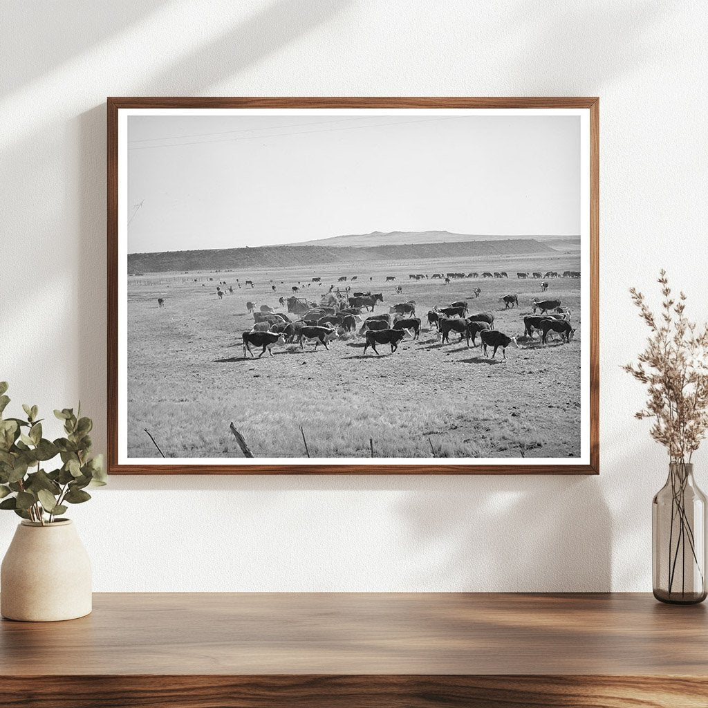 Rancher Feeding Cattle in Apache County Arizona 1940