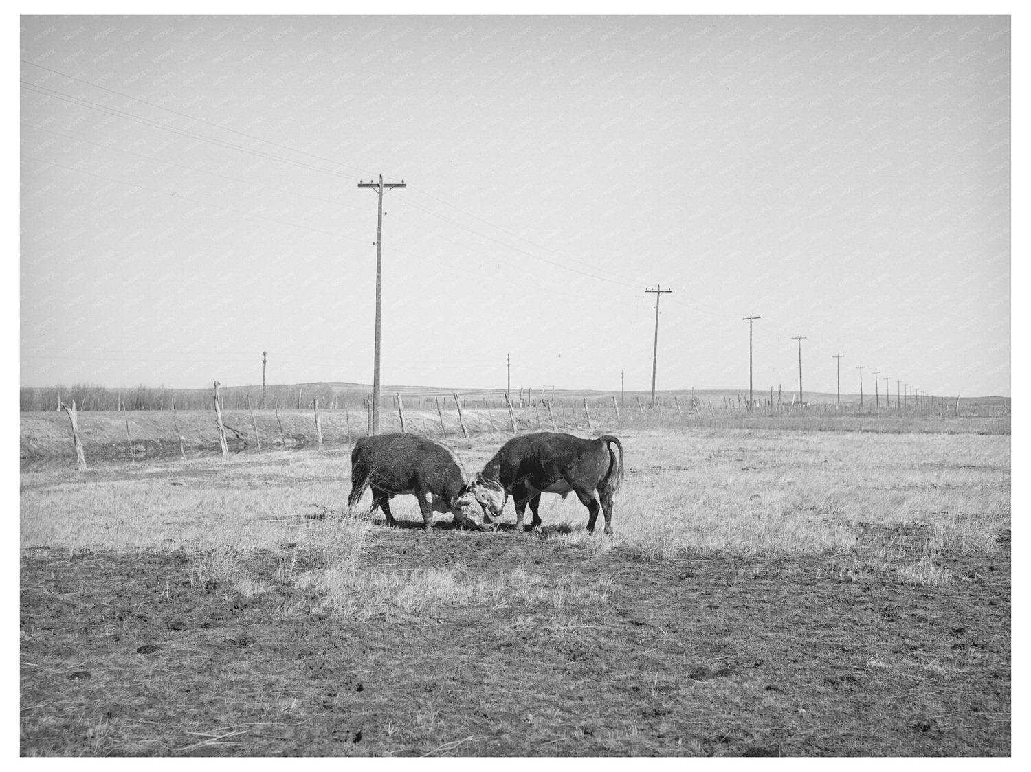 Hereford Bulls Fighting in Apache County Arizona 1940