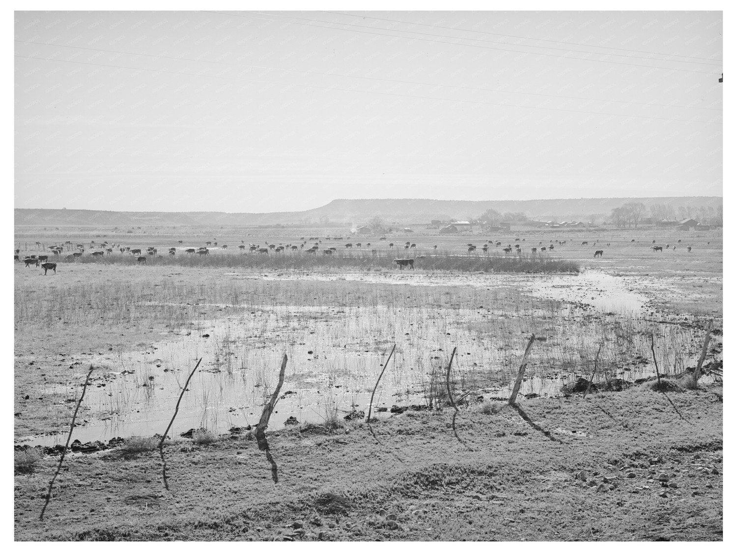 Flood Irrigation on Apache County Hay Fields April 1940