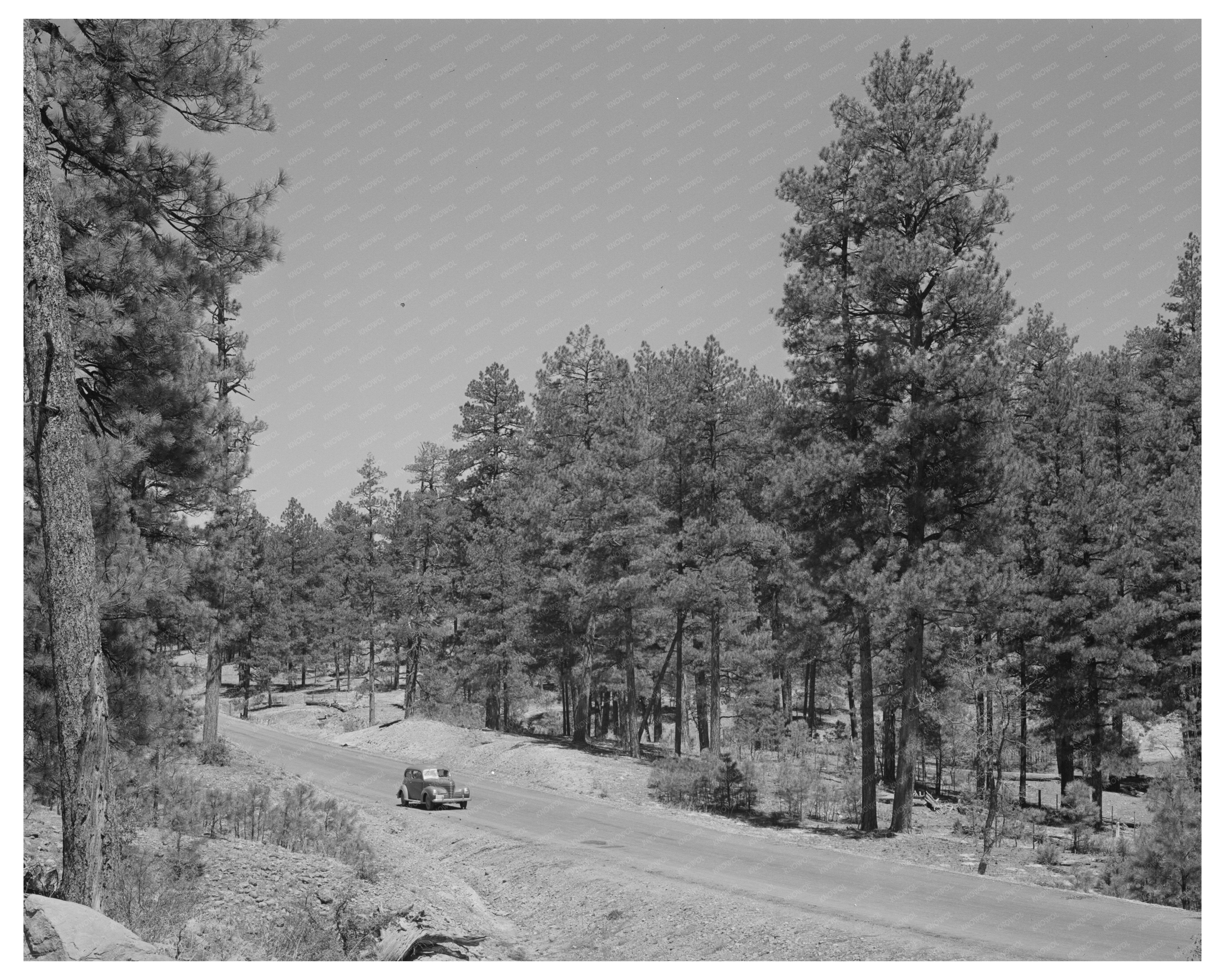 Apache National Forest Arizona April 1940 Vintage Photo