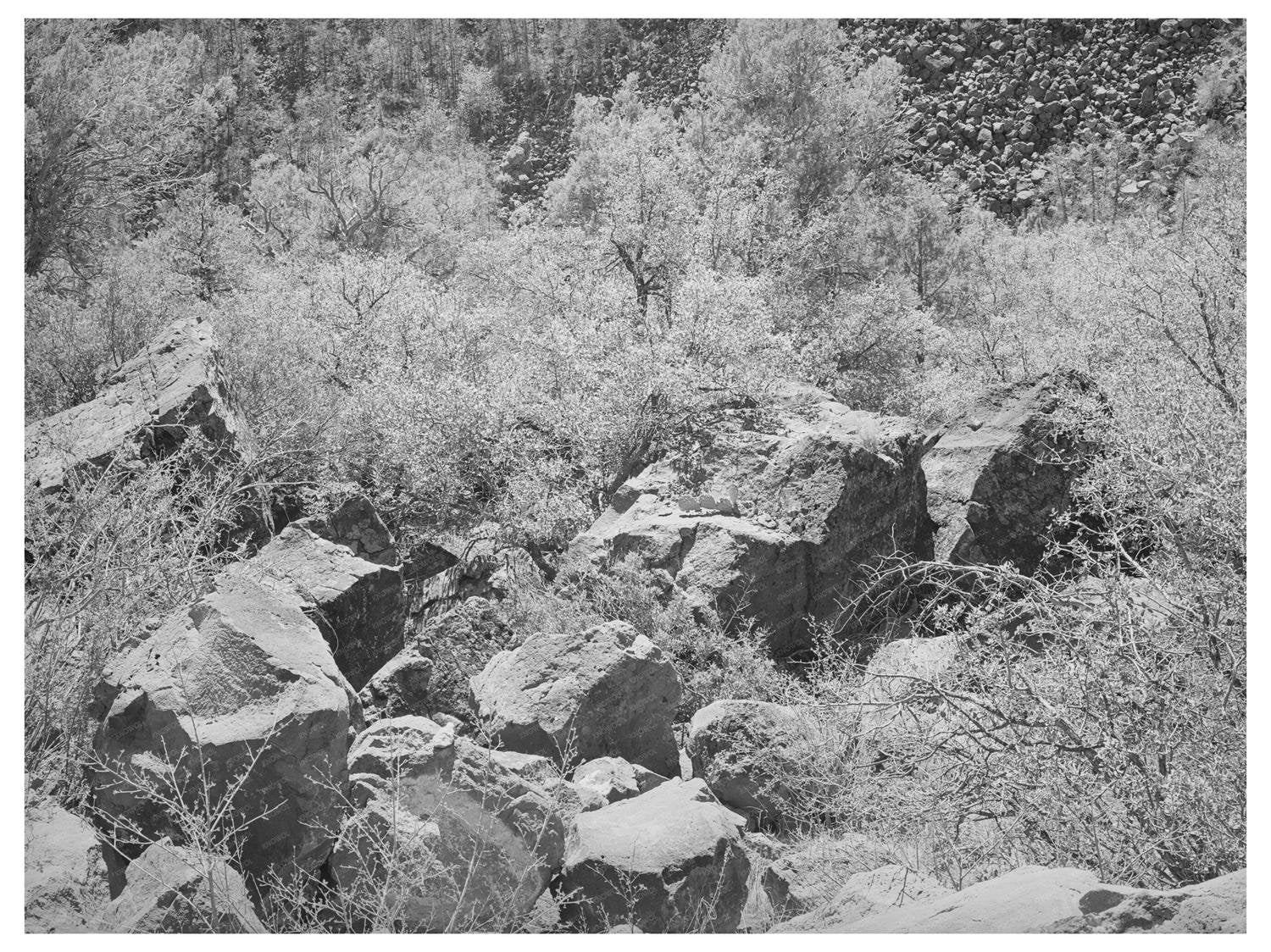 Carrizo Creek Gorge Rocks and Vegetation Arizona 1940