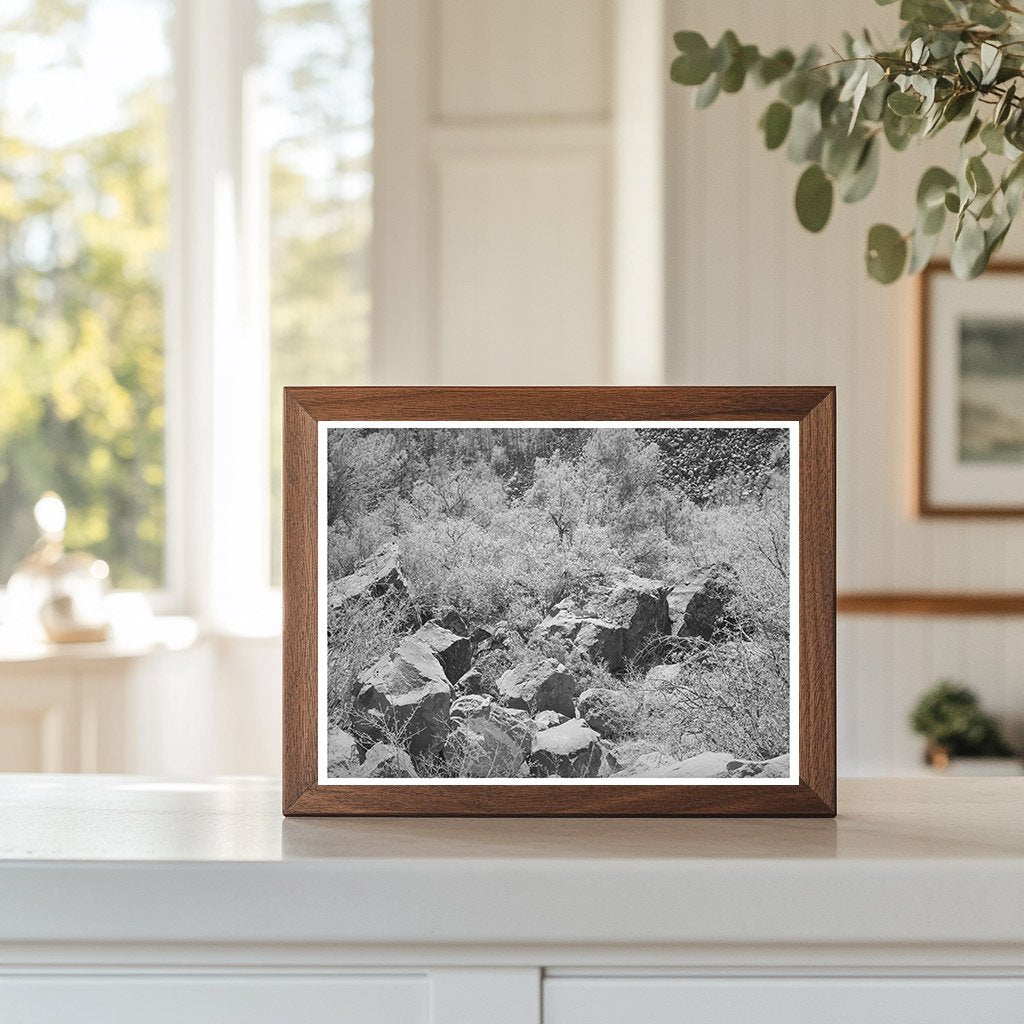 Carrizo Creek Gorge Rocks and Vegetation Arizona 1940