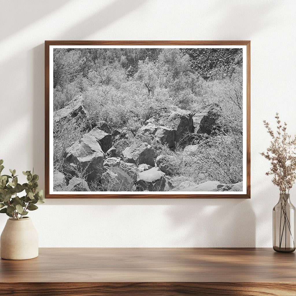 Carrizo Creek Gorge Rocks and Vegetation Arizona 1940