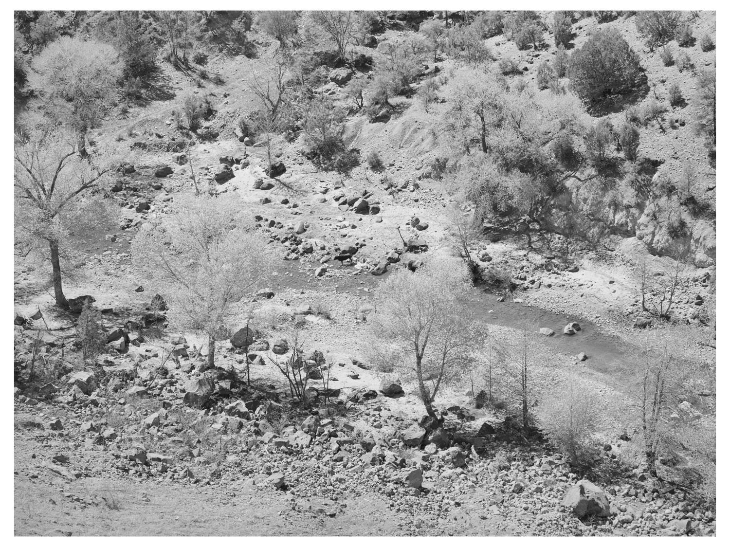Cottonwood Trees Along Carrizo Creek Navajo County 1940