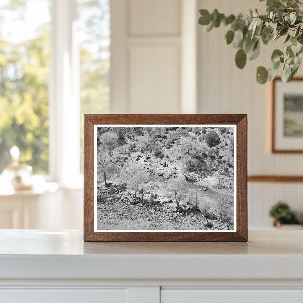 Cottonwood Trees Along Carrizo Creek Navajo County 1940