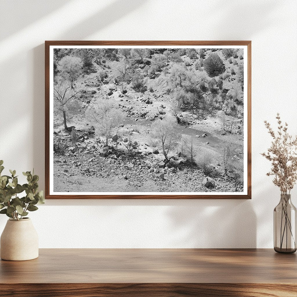 Cottonwood Trees Along Carrizo Creek Navajo County 1940