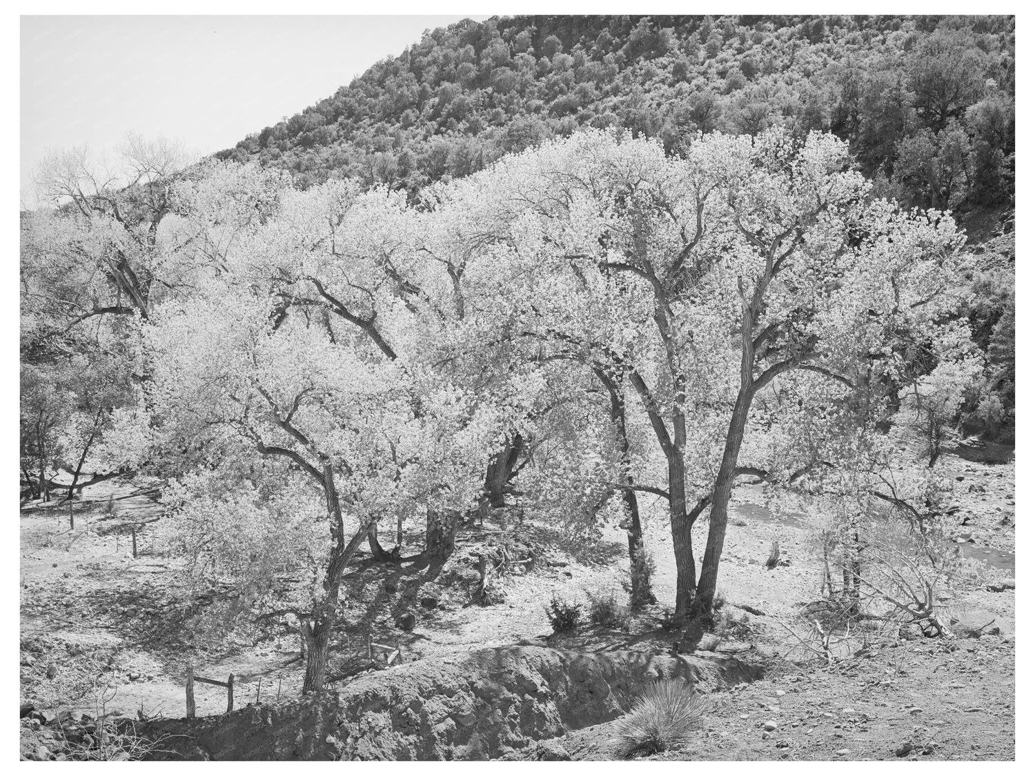 Cottonwood Trees at Carrizo Creek Navajo County Arizona 1940