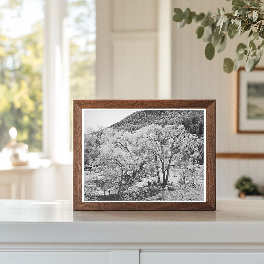 Cottonwood Trees at Carrizo Creek Navajo County Arizona 1940